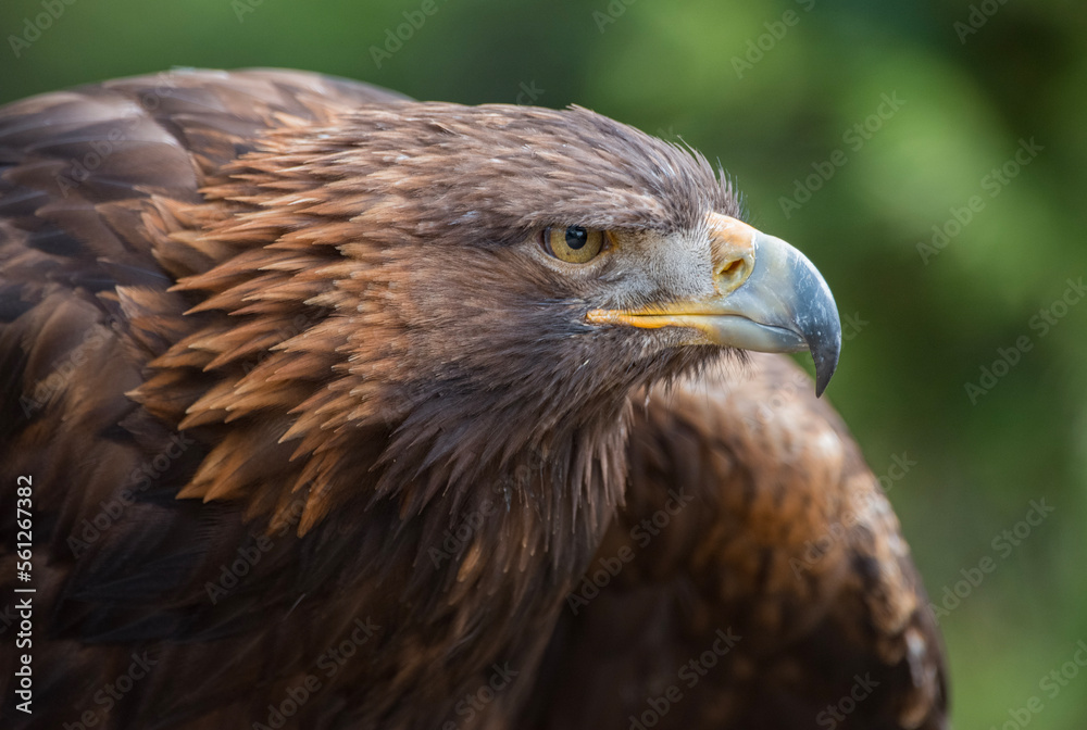 Golden Eagle Golden Eagle