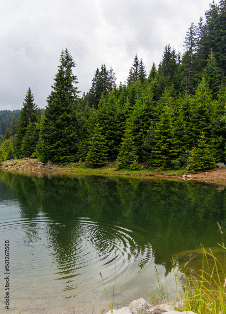Lake with clear water and stone shore in spruce forest with fir trees against a daytime sky