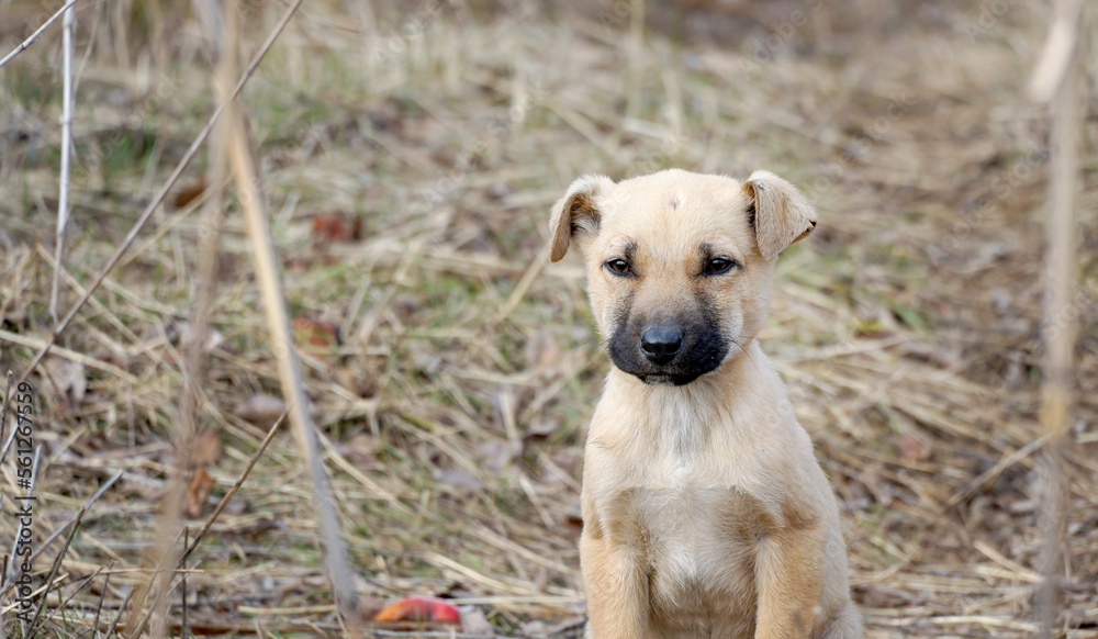 stray hungry dog puppies pictured in mid of warm january day in nature stray hungry dog puppies pictured in mid of warm january day in nature