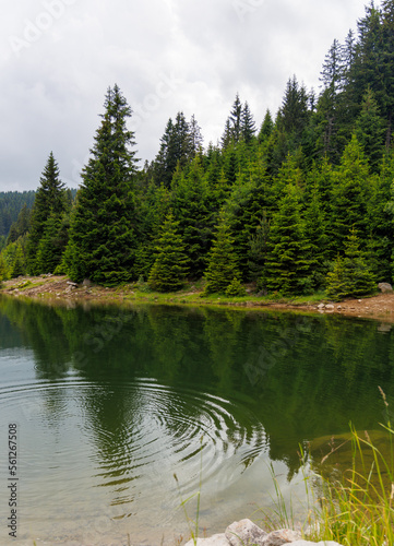 Lake with clear water and stone shore in spruce forest with fir trees against a daytime sky