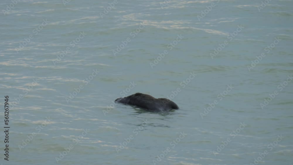 Dead body of drowned black dog floats on the water surface. Death concept Dead body of drowned black dog floats on the water surface. Death concept