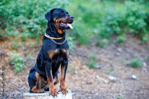 Dog of the Rottweiler breed in a chain collar sits on a stone in a forest