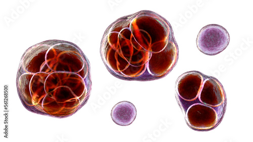 Prototheca wickerhamii algae, 3D illustration. Causes infection in human protothecosis seen as skin nodules photo