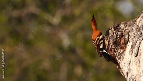 African hoopoe in Kruger National park, South Africa ; Specie Upupa africana family of Upupidae