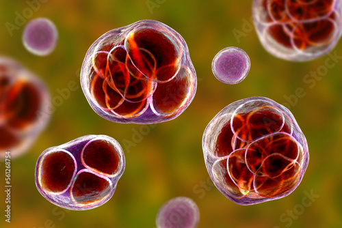 Prototheca wickerhamii algae, 3D illustration. Causes infection in human protothecosis seen as skin nodules photo