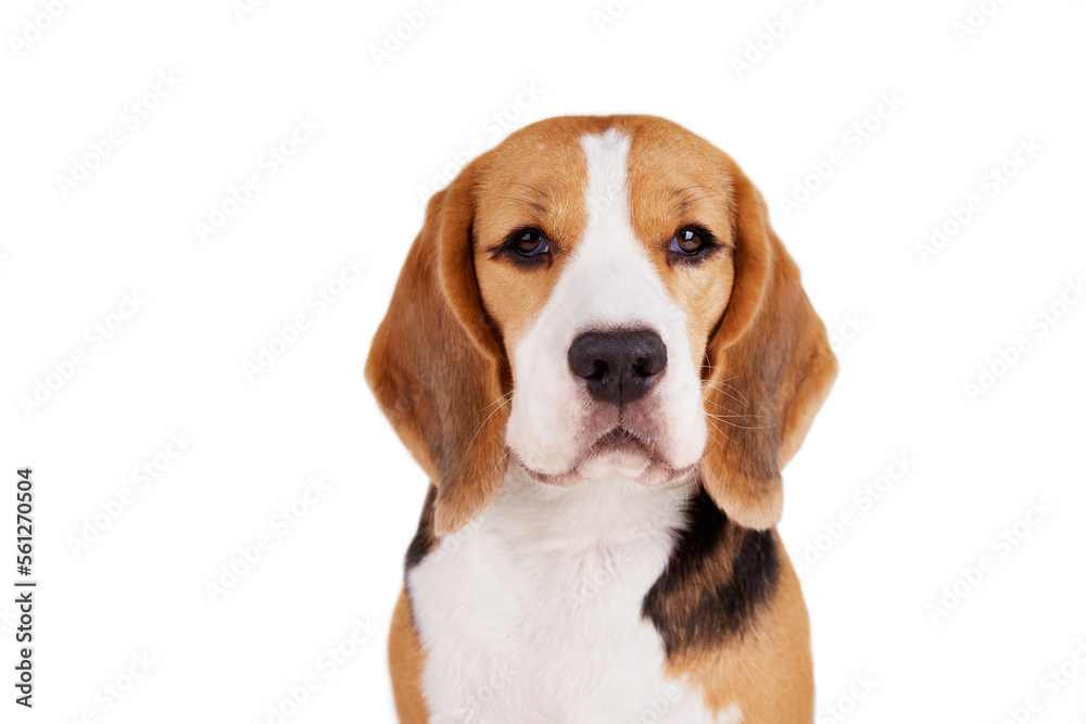 Portrait of a beagle dog looking into the camera on a white isolated background.