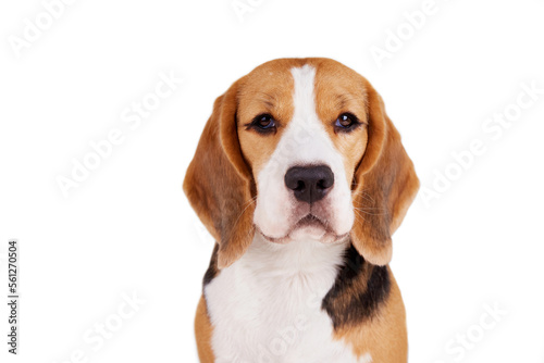 Portrait of a beagle dog looking into the camera on a white isolated background.