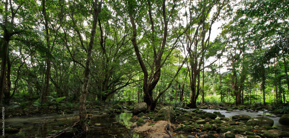 Fototapeta premium trees in the forest
