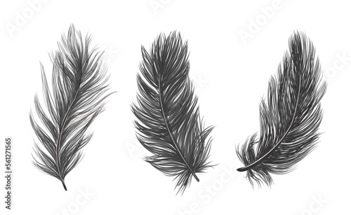 ISOLATED feathers. Drawn feathers feathers on a WHITE background