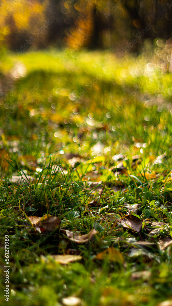 moss on the ground moss on the ground