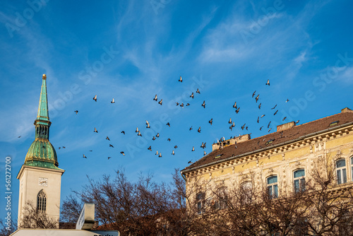 birds flying in Bratislava, Slovakia