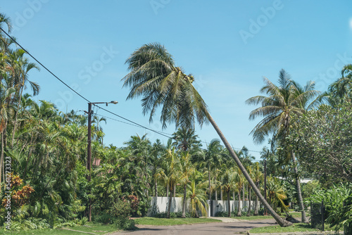 Leaning palm over road after cyclone photo