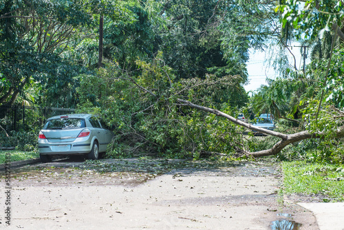 Tree fallen on car photo