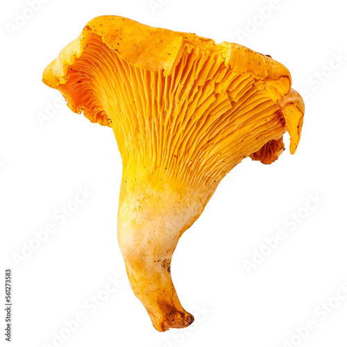 Fresh chanterelle mushrooms photo