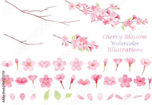 手描き水彩風　桜のイラスト素材セット