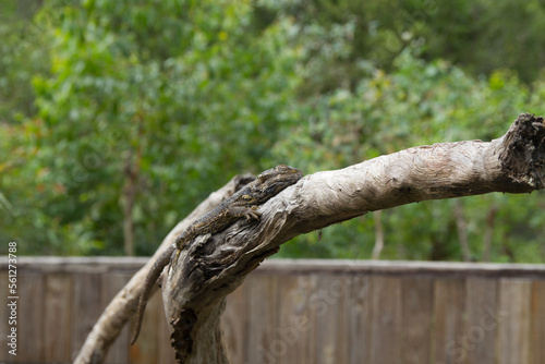 lizard on a branch zoo australia cairns 