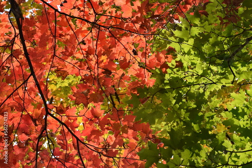 Autumn foliage, Québec, Canada