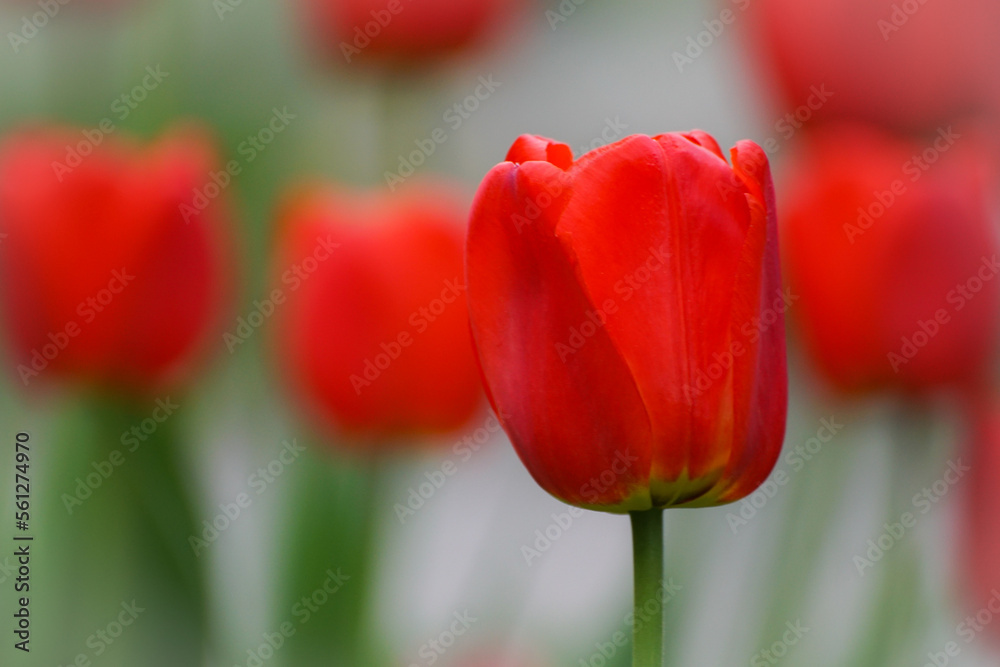 Fototapeta premium red and yellow tulip