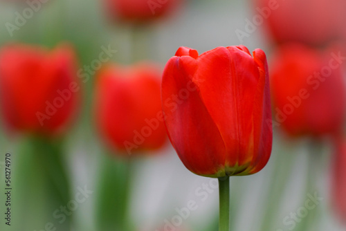 red and yellow tulip
