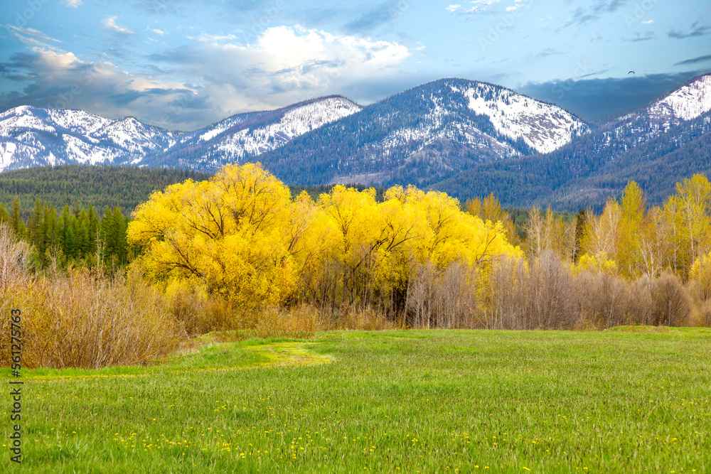 custom made wallpaper toronto digitalspring scene of a field and colorful foliage with snowy mountains in background near Whitefish, Montana
