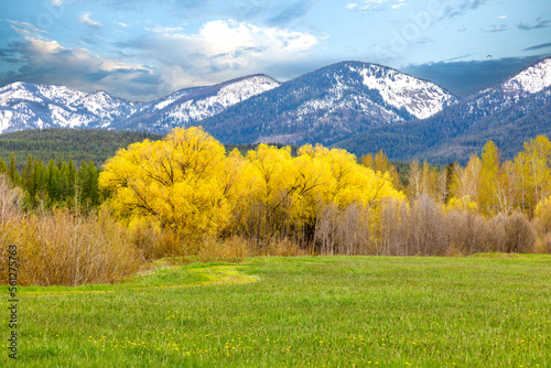 Wallpaper Mural spring scene of a field and colorful foliage with snowy mountains in background near Whitefish, Montana Torontodigital.ca