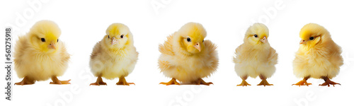 Fotografia Cute little chicken created with Generative Ai