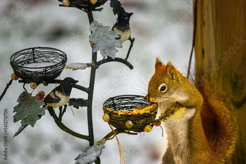 A Red Squirrel feeds on birdseed in our yard after a snowstorm in Windsor in Upstate NY. Climbing into the feeder.