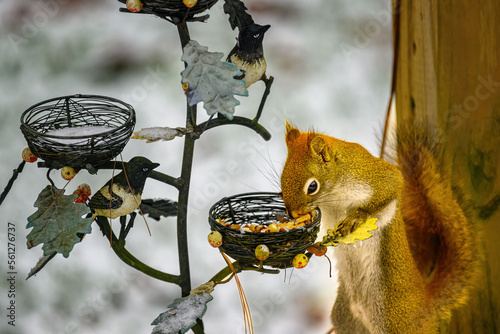 A Red Squirrel feeds on birdseed in our yard after a snowstorm in Windsor in Upstate NY. Climbing into the feeder.