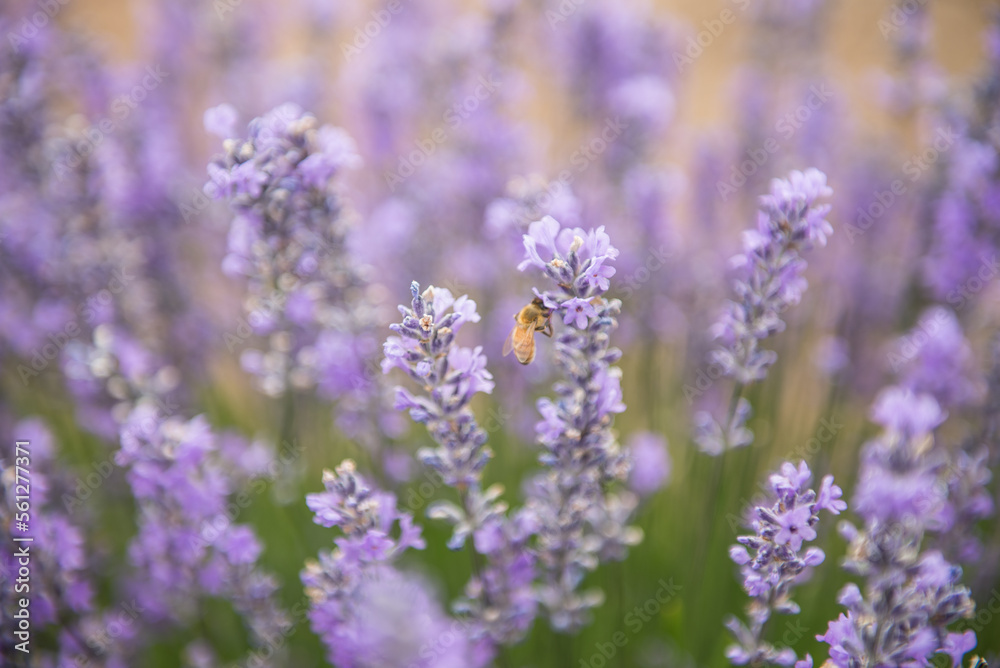 Bee on Lavender flower