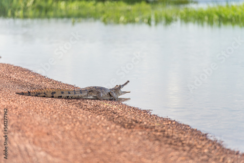Freshwater Crocodile with mouth open