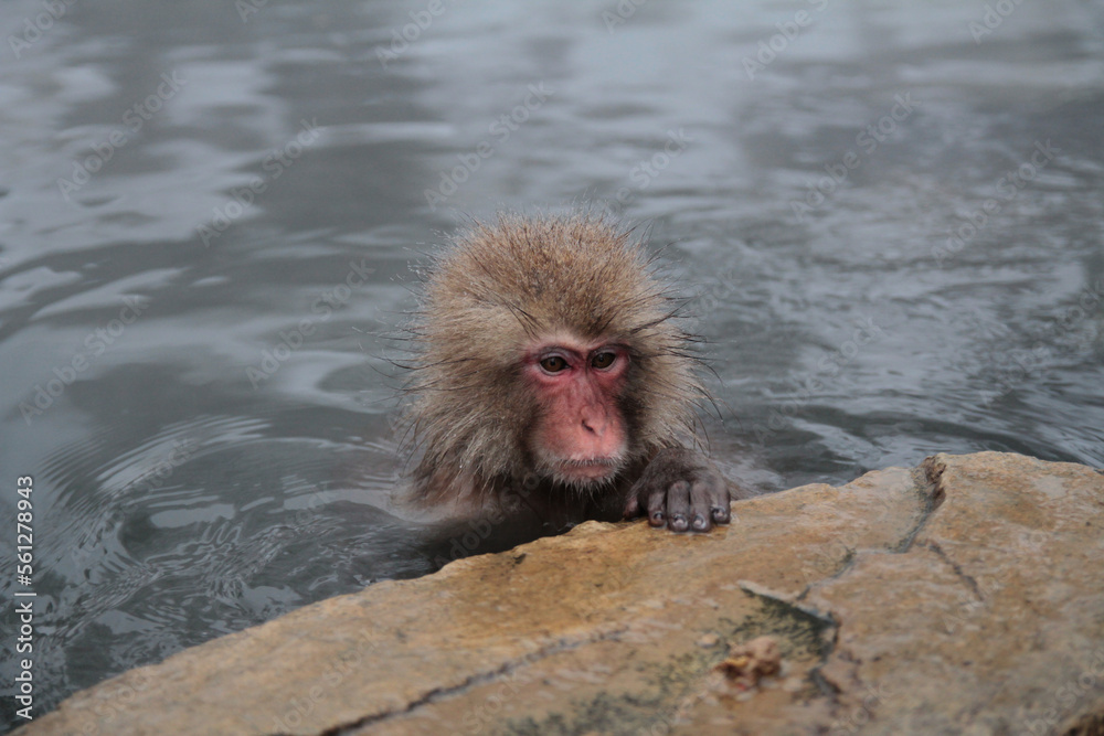 Fototapeta premium Snow Money Japan