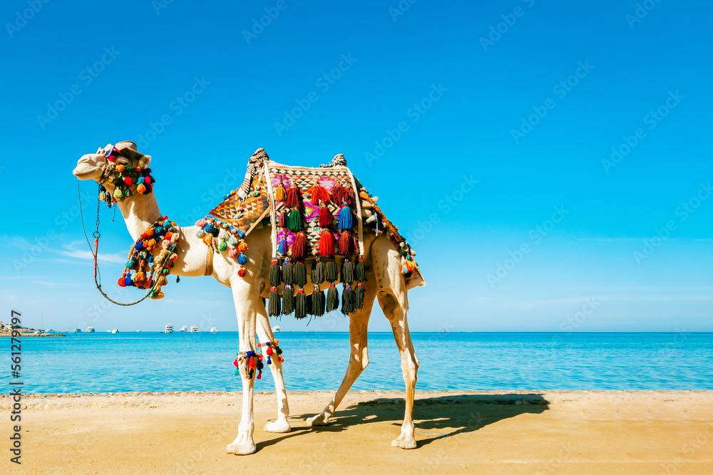 Decorated camel stands against the background of the blue sea and sky. On the muzzle is a hat and glasses. Backdrop with a copy space. - obrazy, fototapety, plakaty 