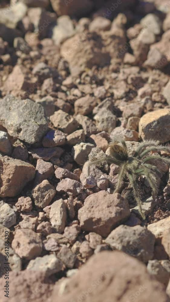Vertical Video Tarantula Walking in Slow Motion Vertical Video Tarantula Walking in Slow Motion