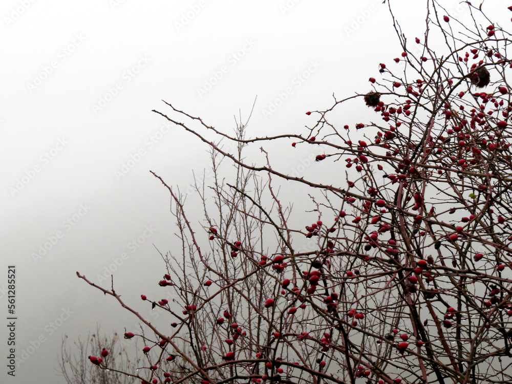 Silhouette of dog rose (Rosa canina) bush with no leaves and red rose hip berries in front of grey winter sky Silhouette of dog rose (Rosa canina) bush with no leaves and red rose hip berries in front of grey winter sky