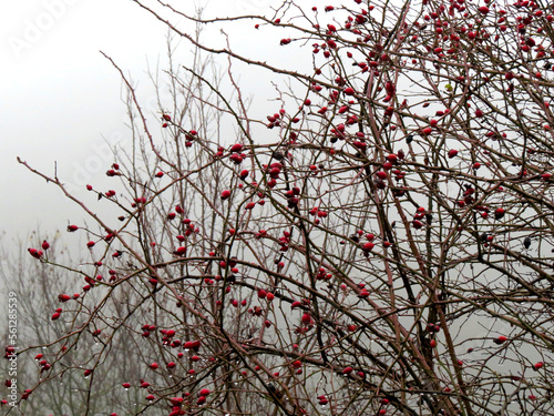 Red dog rose  Rosa canina  rosehip berries from close on leafless bush in front of gloomy winter sky