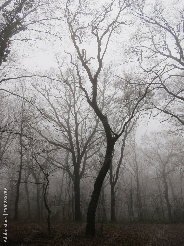 Mysterious tree silhouette in dark, foggy forest in winter time Mysterious tree silhouette in dark, foggy forest in winter time