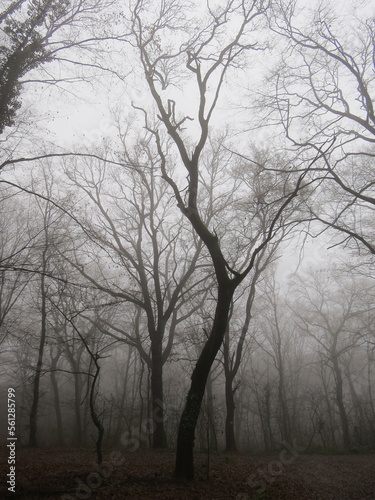 Mysterious tree silhouette in dark, foggy forest in winter time