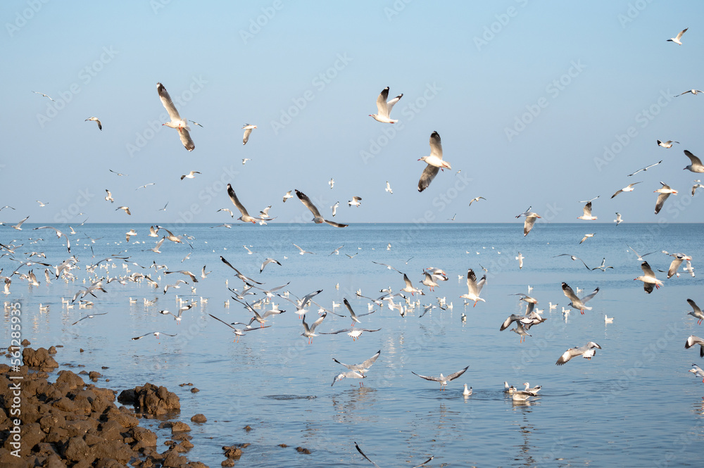 Black-headed gulls (Lasus atlanticus) in flight on seaside