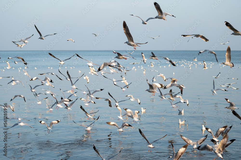Black-headed gulls (Lasus atlanticus) in flight on seaside