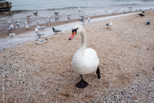 Closeup shot of a beautiful white swan on the shore of the winter sea. Wild bird on the background of the sea or lake