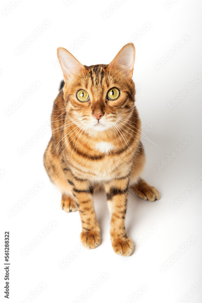 Bengal cat color rosette on gold on a white background. Bengal cat color rosette on gold on a white background.