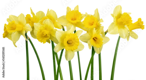 The spring cute yellow daffodils