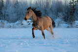 horse in snow, horse in the field in winter