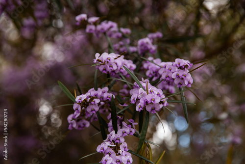 close up pf purple flowers photo