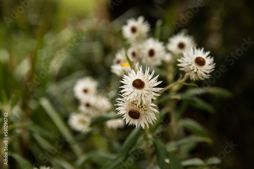 paper daisies photo