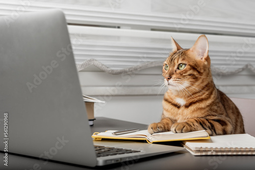 Red cat works at a computer from home. Home office during self-isolation and quarantine.