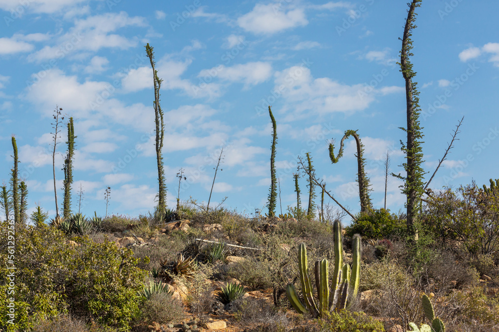 Cactus in Mexico