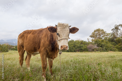 Cow