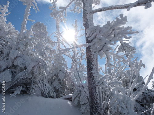太陽に照らされ輝く霧氷