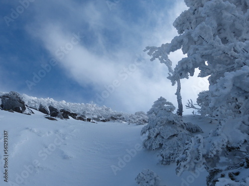 雪山の森林限界